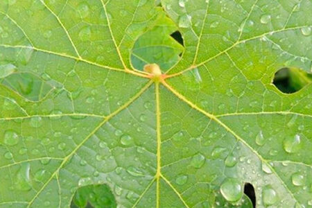 Viña Concha y Toro es reconocida como líder en reportes de sustentabilidad