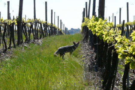 Viña Concha y Toro y su permanente compromiso con el medioambiente